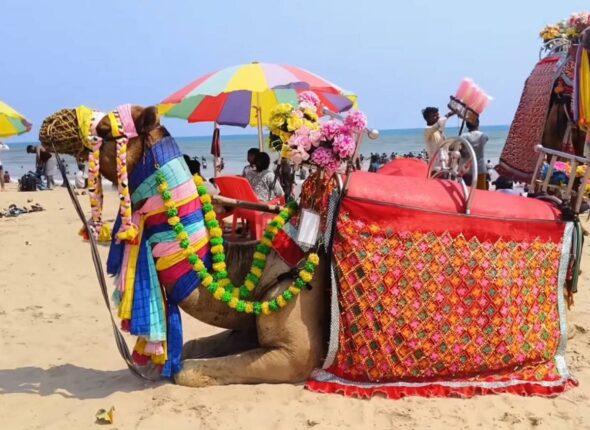 a-colorful-camel-ride