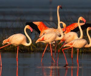 birds-island-thumbnail